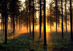 Photo of woods in Lapland, Sweden