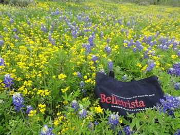 photo of Texas Bluebonnets